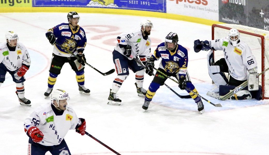 Formstarker SC Rheintal empfängt die Bären aus Herisau zum Derby