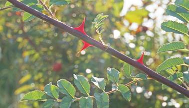 Garten: Rosen tragen Stacheln