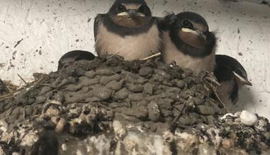 Kalter Frühling bremst Vogelbrut