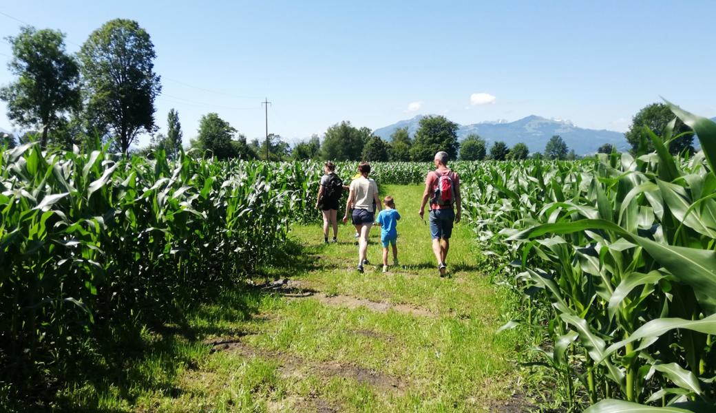 Bei strahlendem Sommerwetter suchten sich am Samstagvormittag die ersten Familien den Weg durch das RhyLa, das Rhintaler Maislabyrinth. 