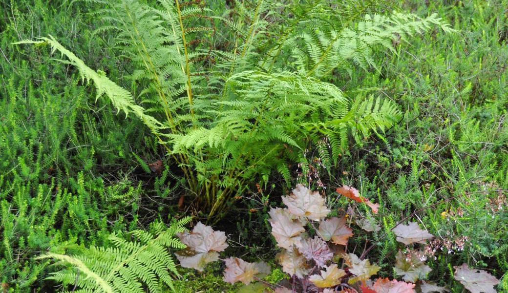 Farne lassen sich gut mit farbigen Blattpflanzen wie Heuchera und Hosta kombinieren.