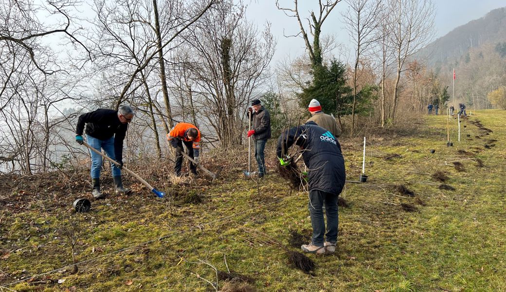 Mitglieder des Rotary-Clubs Rheintal, Grundeigentümer und Pächter pflanzten ökologisch wertvolle Sträucher (04.03.2023).