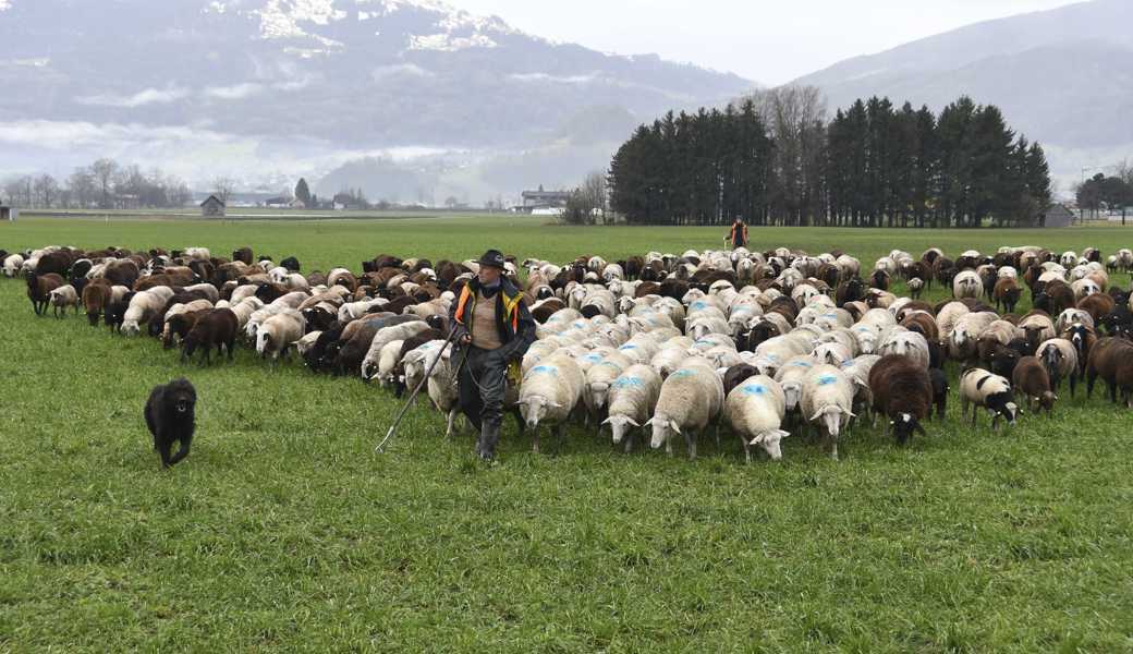 Trost spendende Worte: «Der Herr ist mein Hirte; mir wird nichts mangeln»