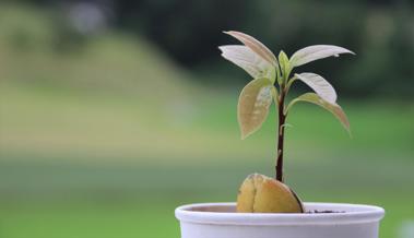 Züchte deinen eigenen Avocado-Baum