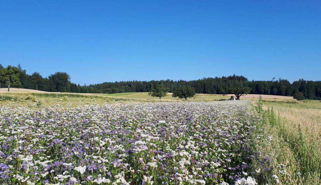 Nebst der Biodiversitätsförderung ist die Sensibilisierung der Bevölkerung ein Schwerpunkt des Projekts «Die Schweiz blüht», das vom Schweizer Bauernverband initiiert wurde. 