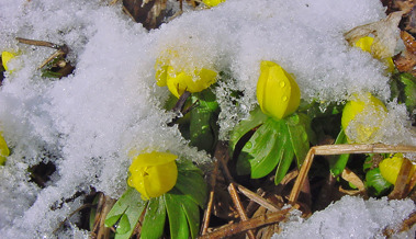 Wie Winterblüher Frost und Schnee trotzen und uns mitten im Winter gefallen