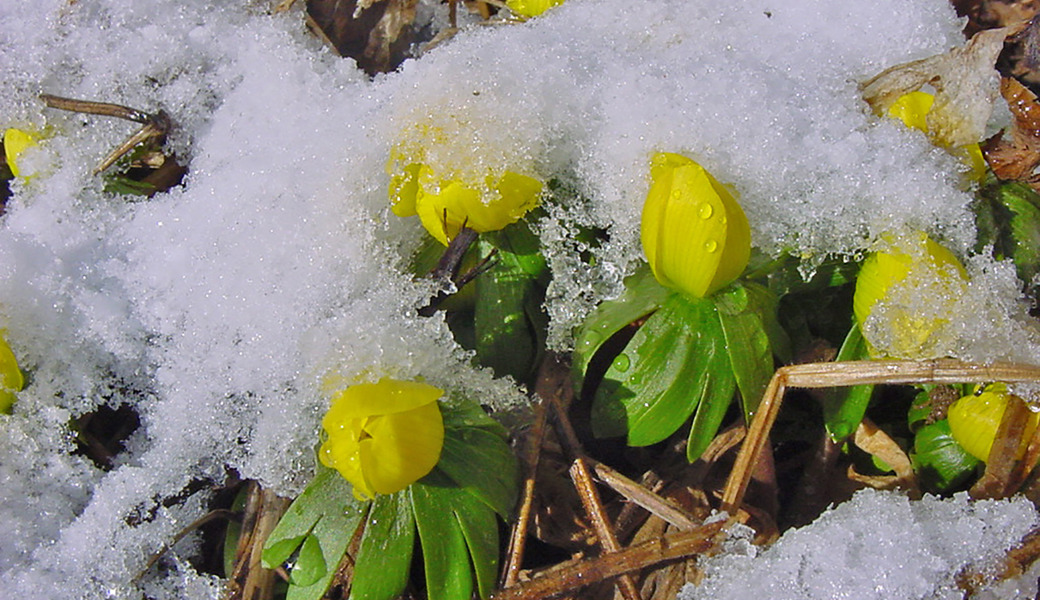 Wie Winterblüher Frost und Schnee trotzen und uns mitten im Winter gefallen