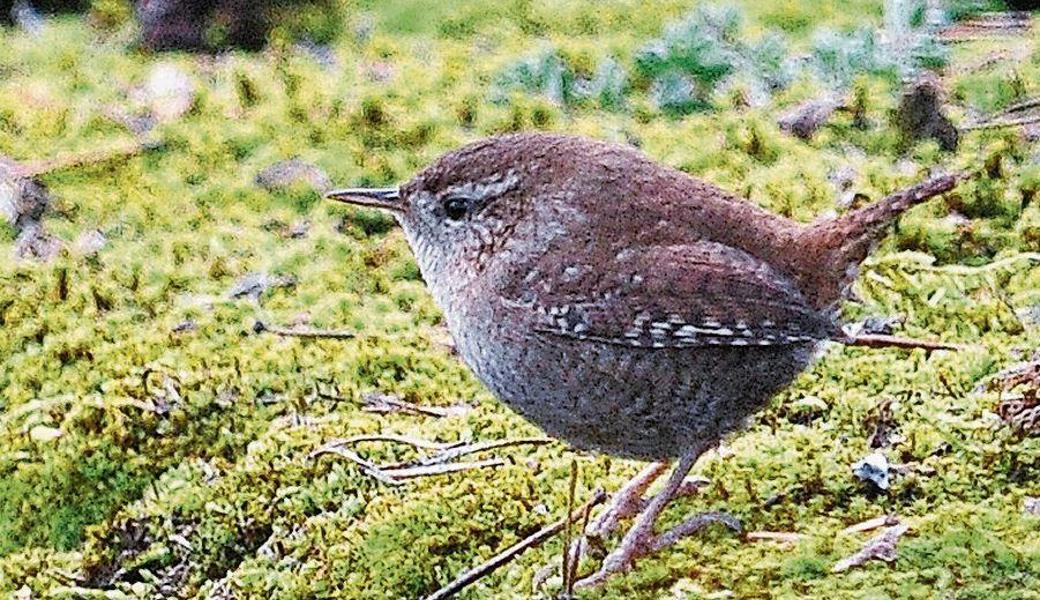 Der Zaunkönig ist der drittleichteste Vogel in der Schweiz.