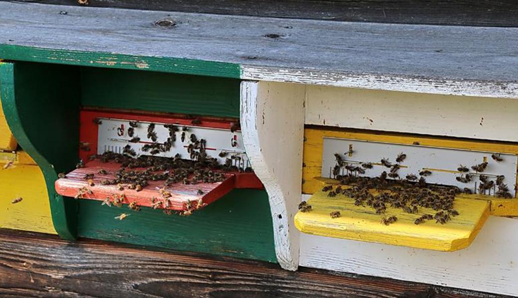 Bienen sind für die Bestäubung zahlreicher Nutzpflanzen die wichtigste Voraussetzung 