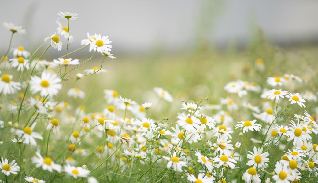 Als Rasenunkraut verpöntes Gänseblümchen, lateinisch Bellis, das Schöne und perennis, das Ausdauernde!  
