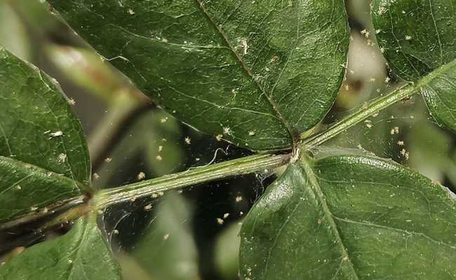 Spinnmilben sind wie auf Rosen gebettete Miniartisten