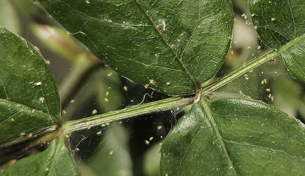 Unter der Lupe erkennt man die Spinnmilben. 