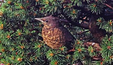 Garten: Verlassene Jungvögel