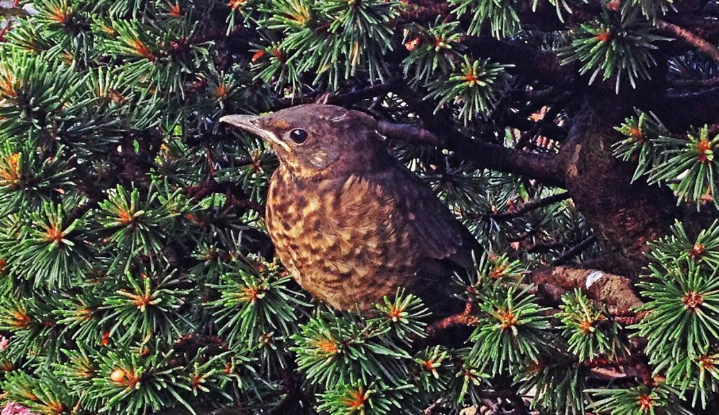 Die junge Amsel kann schon fliegen, wird aber trotzdem noch regelmässig von den Eltern gefüttert. Auf dem Kopf trägt sie noch Flaumfedern, die wie zwei Hörner aussehen.