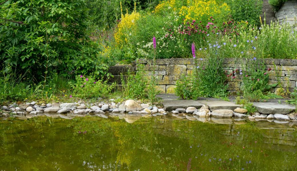 Der Glögglifrosch, der zu bedrohten Arten gehört, vermehrt sich im Teich auf dem Firmenareal des Ökobüros Hugentobler.