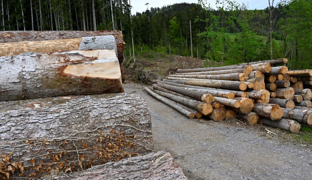 Schwache Nachfrage, schwache Bäume: Holzernte war kleiner