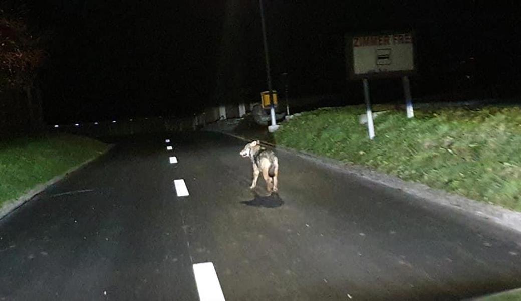 Mutmasslicher Wolf beim Abendspaziergang am Mittwoch gegen 18.30 Uhr.