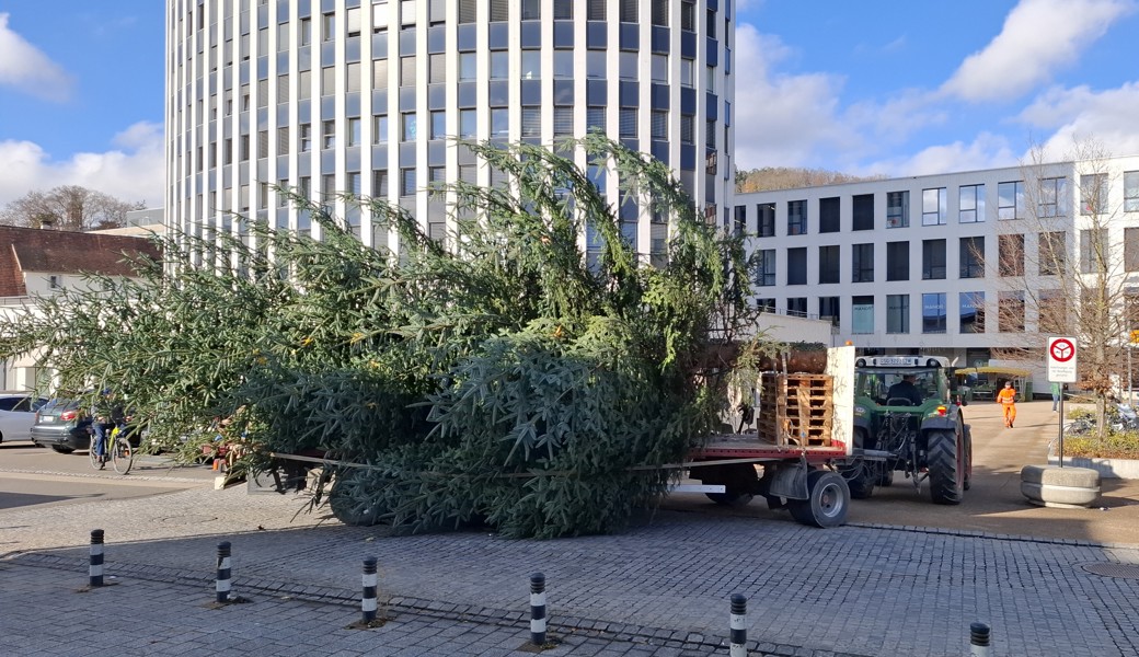 Mit Traktor und Kran: Wie zwei imposante Christbäume den Weg zu ihrem Platz fanden