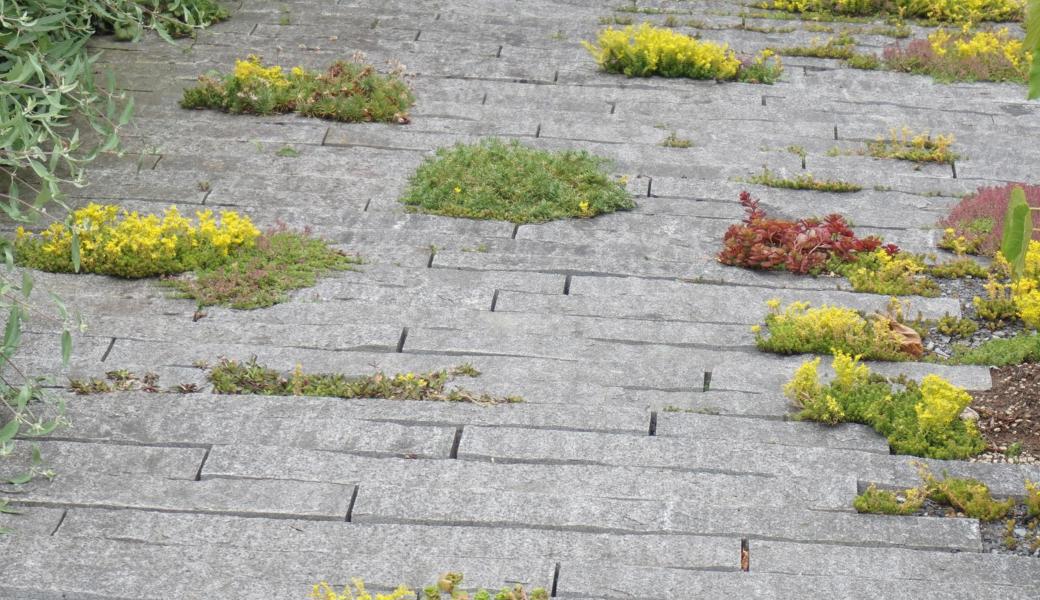 Sogar in den kleinsten Fugen zwischen Platten oder Steinen wachsen genügsame Pflanzen.