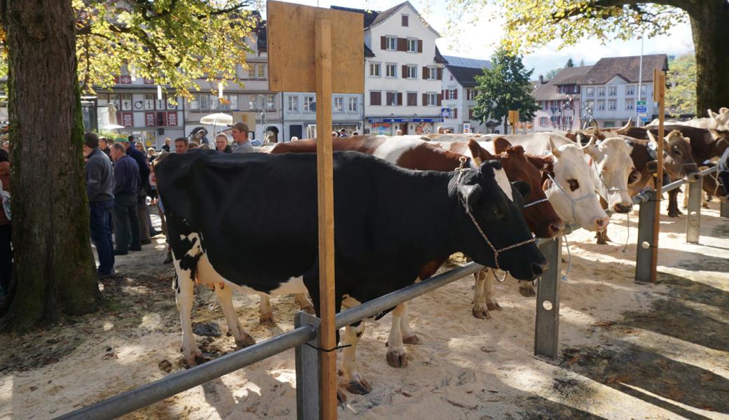 An der Viehschau werden die schönsten, besten und leistungsfähigsten Tiere prämiert. 