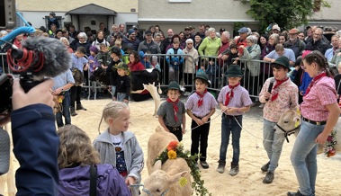 Viehschau in Altstätten wird stark vom Nachwuchs mitgestaltet