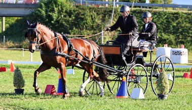 Interessantes Programm am Rheintaler Fahrsporttag in Oberriet