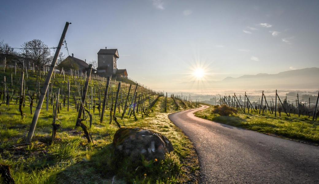 Die Burg Neu-Altstätten wacht über das obere Rheintal.