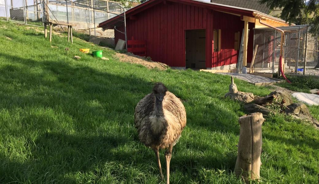 Den neuen Stall bewohnen Emus, dreissig Sittiche und ein Rudel Kaninchen.