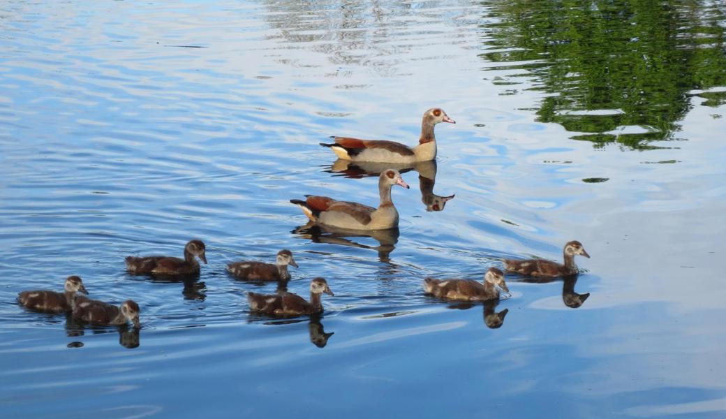 Nilgänse mit ihrem Nachwuchs.