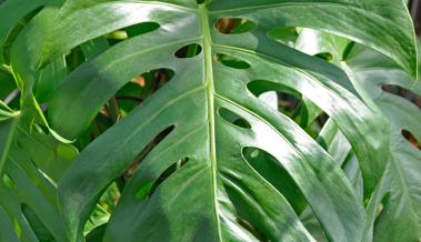 Zimmerpflanzen sind im Winter oft im Stress – Tipps für einen wirkungsvollen Schutz