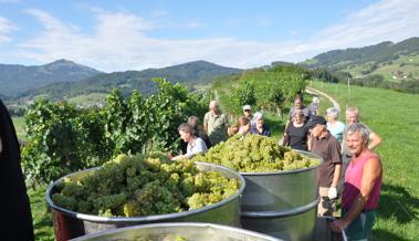 Anfang September und schon Hochbetrieb im Rebberg der Ortsgemeinde