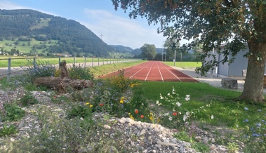 Natur auf dem Spielfeld: Erfolgreiche ökologische Aufwertung der Sportanlage Rheinblick