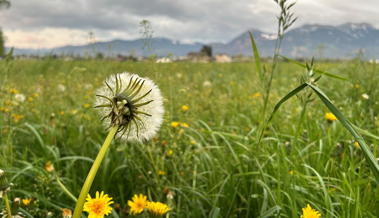 Die Grünkraft der Natur – ein Zeichen der Hoffnung