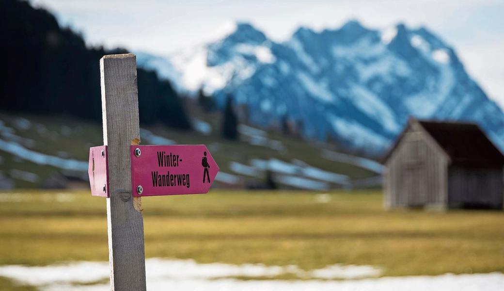 Die pinkfarbenen Wegweiser führen die «Winterwanderer» im Appenzellerland derzeit fast überall über grüne Wiesen statt über Schnee.