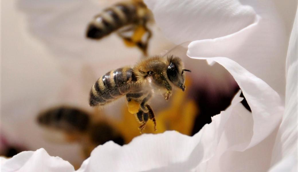 Emsig fliegen die Bienen mit ihren Pollensäckchen. 