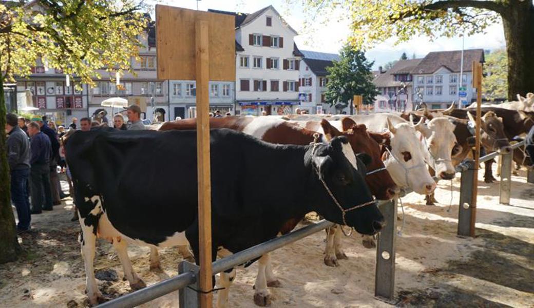 Die Viehschau und vor allem auch das Programm rundherum wird stets gut besucht.