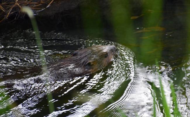 Biber auf Morgentour