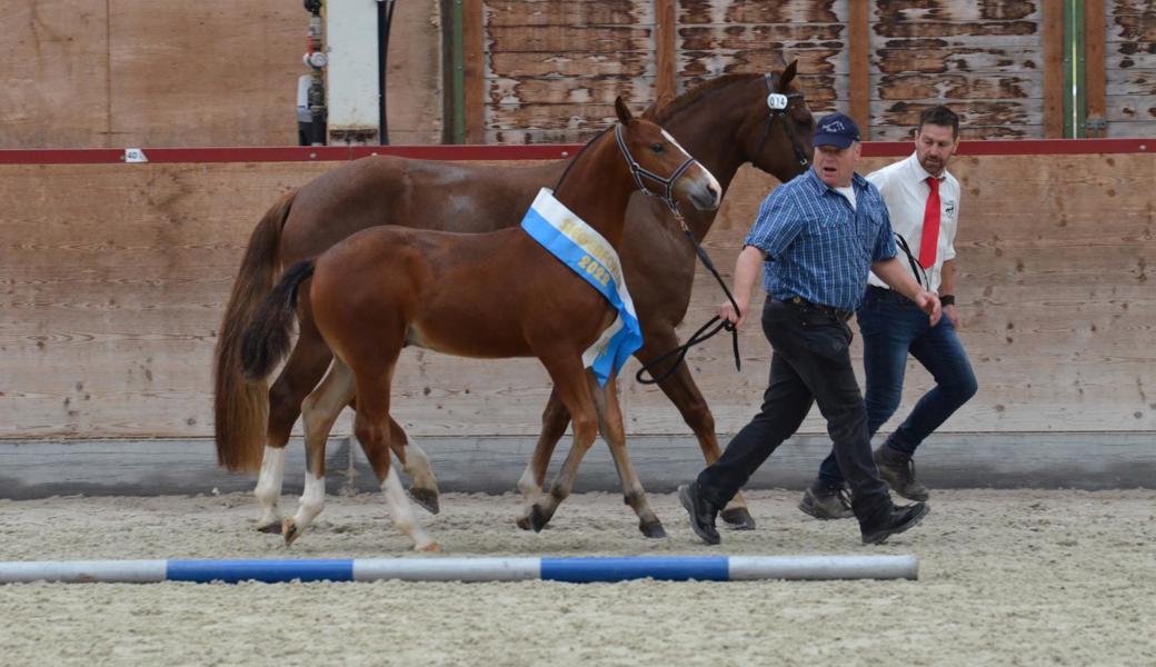 Das Siegerfohlen bei den Freiberger-Hengstfohlen stammt aus dem Rheintal: Fohlen Clooney von Züchter Andreas Heule aus Widnau (links) auf der Ehrenrunde. 