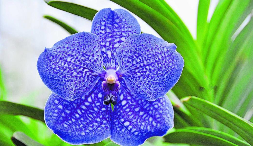 Orchideen: Inbegriff von Exotik und Schönheit   