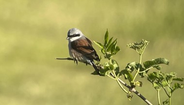 Naturschutz-Erfolg: Wie der Neuntöter im Vorderland neuen Lebensraum fand