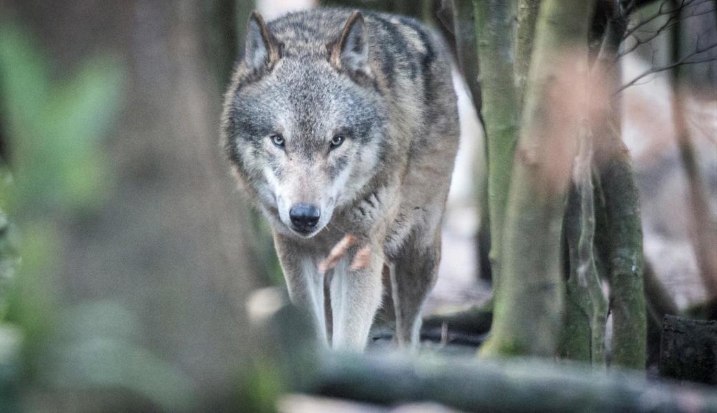 Im Appenzellerland sind derzeit mehrere Jungwölfe unterwegs – zur Beunruhigung der Kleintierhalter.