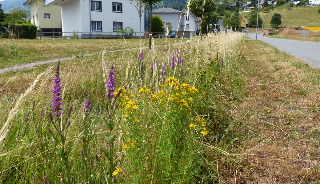 Aus Grünstreifen am Strassenrand wurde naturnaher Lebensraum