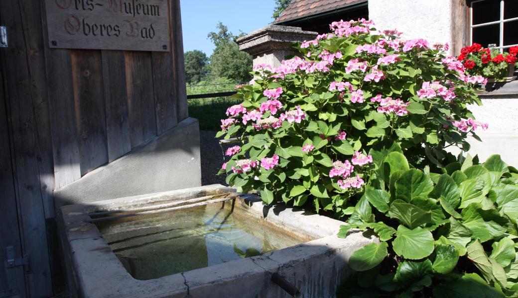 Anstatt Funkien und Hortensien sollen beim Brunnen Felsenbirne, Lerchensporn, Hirschzunge, Salomonssiegel und Gilbweiderich gepflanzt werden.