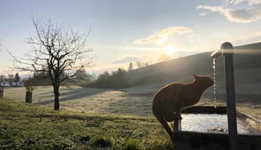 Dieser Brunnen ist auch für die Katz