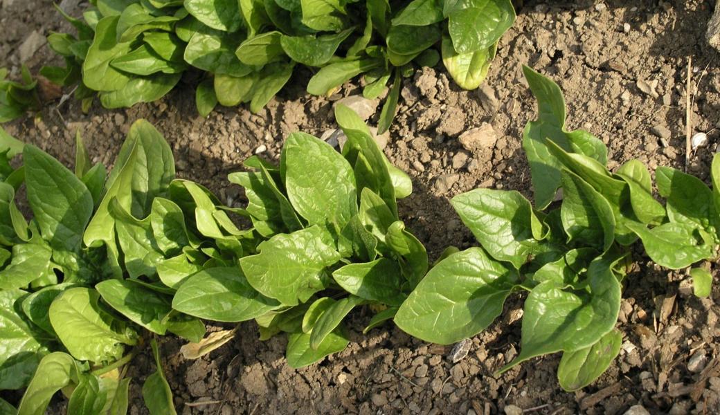 Spinat kann auch als Gründüngung verwendet werden. Dann sät man ihn dicht, hackt ihn später ab und lässt ihn als Futter fürs (erstarkende) Bodenleben liegen. 