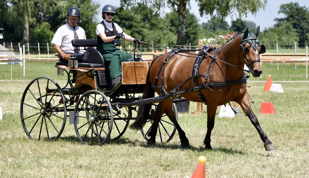 Pferd und Fahrer trotzen der Hitze im Oberrieter Pylonengarten