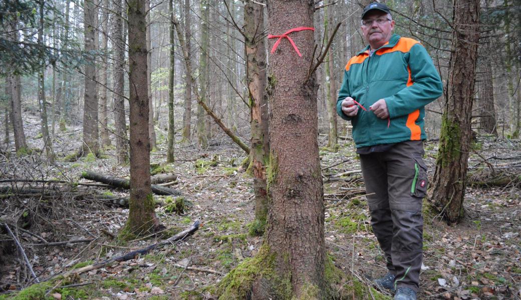 Röbi Kobler pflegt grosse Waldabschnitte. Die Pflege besteht unter anderem darin, sogenannten Zukunftsbäumen – wie der rot markierte – genügend Platz für deren Entwicklung zu geben.