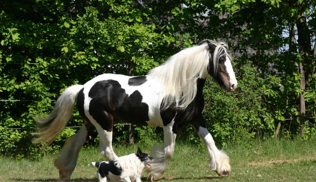 Das Pferd ist ein Fluchttier seit Urzeiten. Auch wenn ein Hund nur spielen will, kann das grössere und erhabenere Pferd dadurch eine Gefahr wittern.  