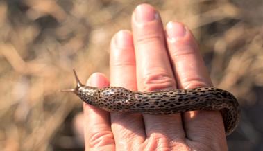 Eine Schnecke als Freund