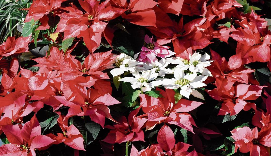 Euphorbia – besser bekannt als Weihnachtsstern.  